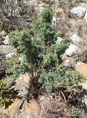 Indigofera nigromontana