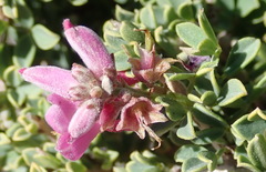 Indigofera nigromontana