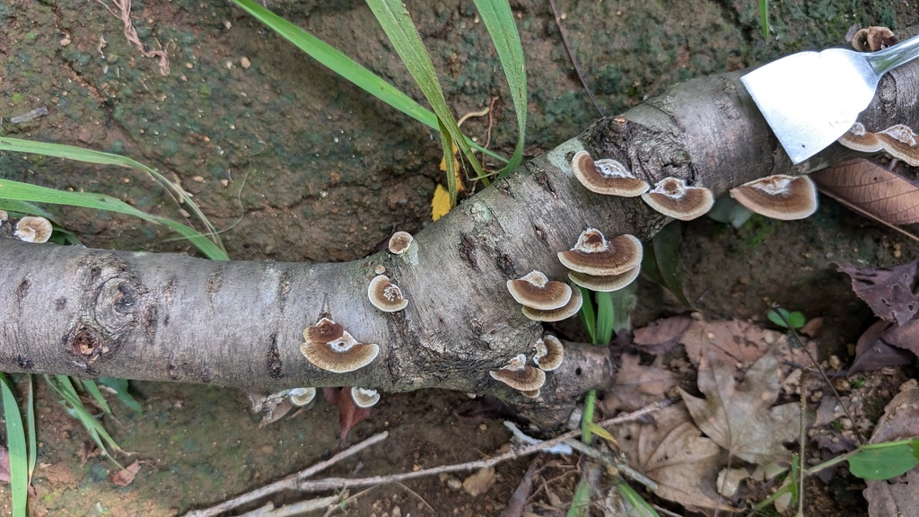 Daedaleopsis confragosa tricolor · September 2024 · photo: © atsushi_nakajima_cirque (iNaturalist, cc-by)