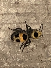 Dasymutilla cressoni