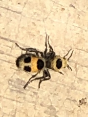 Dasymutilla cressoni