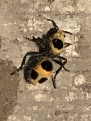 Dasymutilla cressoni