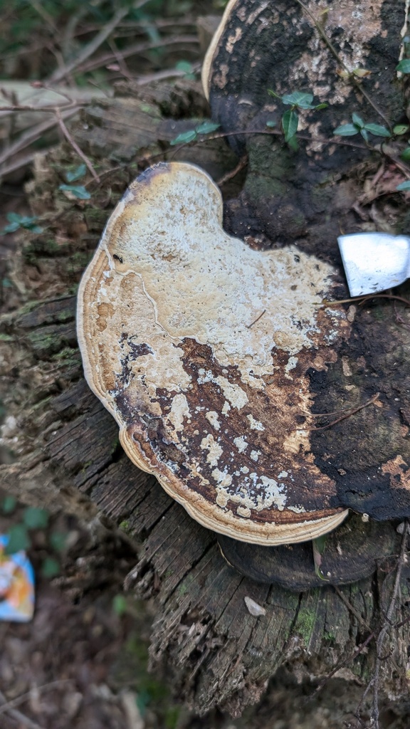 Fomitopsis dickinsii · September 2024 · photo: © atsushi_nakajima_cirque (iNaturalist, cc-by)