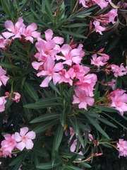 Nerium oleander