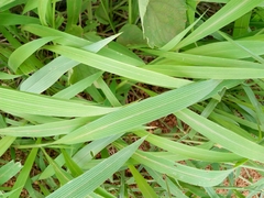 Setaria