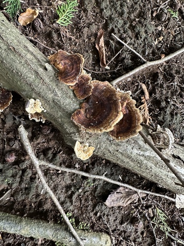 Microporus vernicipes