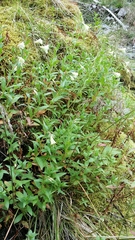Epilobium luteum