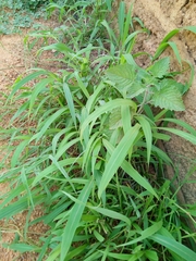 Setaria