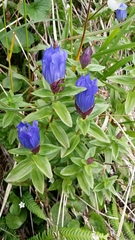 Gentiana platypetala