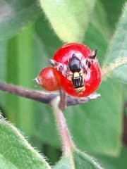 Rhagoletis cerasi