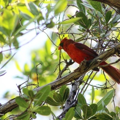 Cardinalis cardinalis image