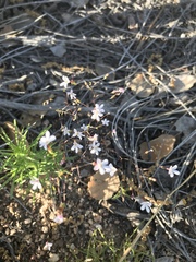 Nemacladus longiflorus