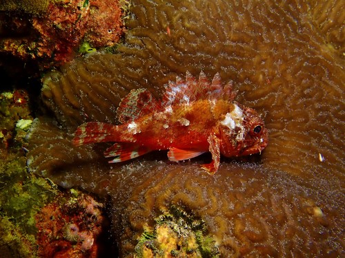 Barchin scorpionfish (Sebastapistes strongia) — Scorpaenidae