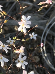 Nemacladus longiflorus