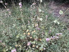 Malacothamnus densiflorus