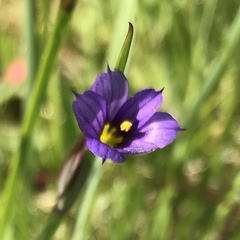Sisyrinchium