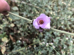 Malacothamnus densiflorus