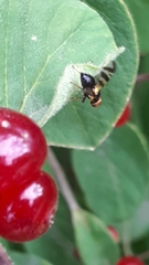 Rhagoletis cerasi
