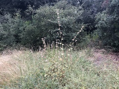 Malacothamnus densiflorus