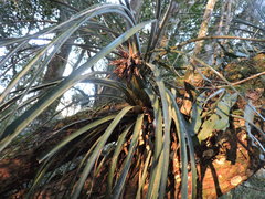 Aechmea recurvata