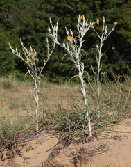 Tragopogon tanaiticus