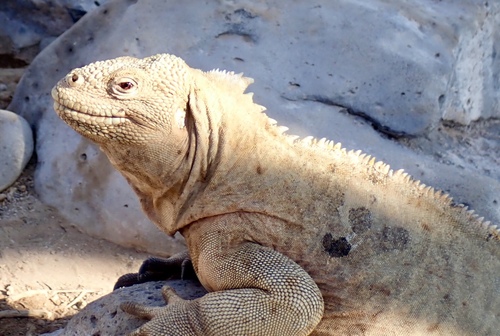 Santa Fe Land Iguana, Conolophus pallidus