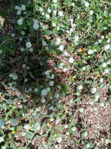 Gomphrena celosioides image