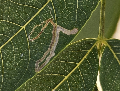 Walnut leafminer