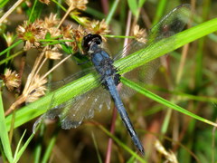 Celithemis verna