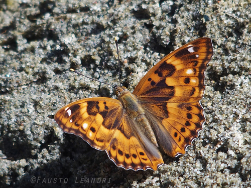 Lesser Purple Emperor