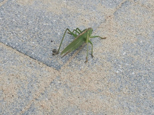 Photo of Great Green Bush-cricket (Tettigonia viridissima)