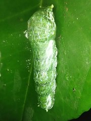 Papilio castor formosanus