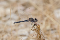 Selysiothemis nigra