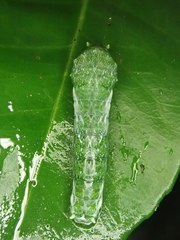 Papilio castor formosanus