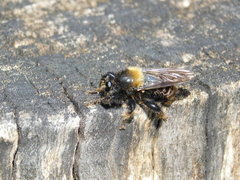Laphria ephippium