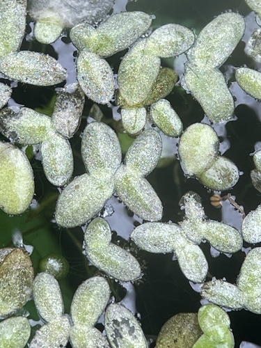 Image of Lemna valdiviana by (c) Henry Miller, some rights reserved (CC BY)