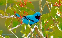 Cotinga amabilis