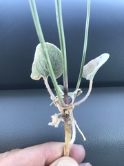 Eriogonum exaltatum