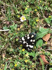 Callimorpha dominula