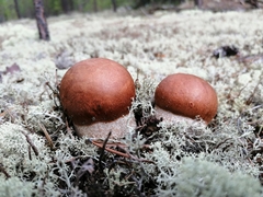 Leccinum