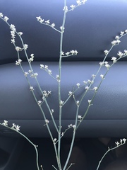 Eriogonum exaltatum