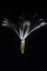 Ozothamnus leptophyllus