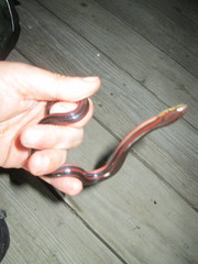 Farancia erytrogramma erytrogramma