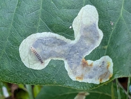 Poison Ivy Leaf-miner Moth