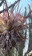 Tillandsia capitata