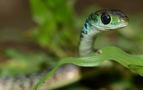 Hughes' Green Snake