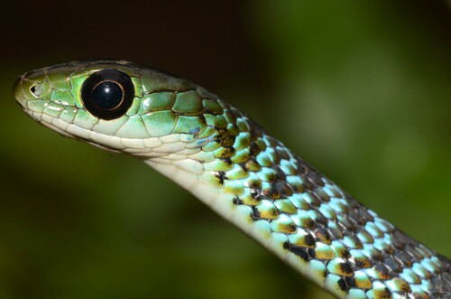 Hughes' Green Snake