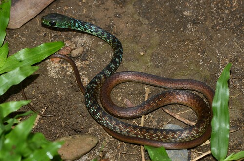 Hughes' Green Snake