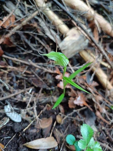 Image of Pterostylis agathicola by no rights reserved