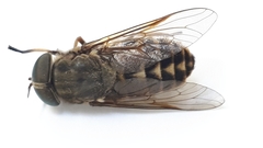 Tabanus bovinus